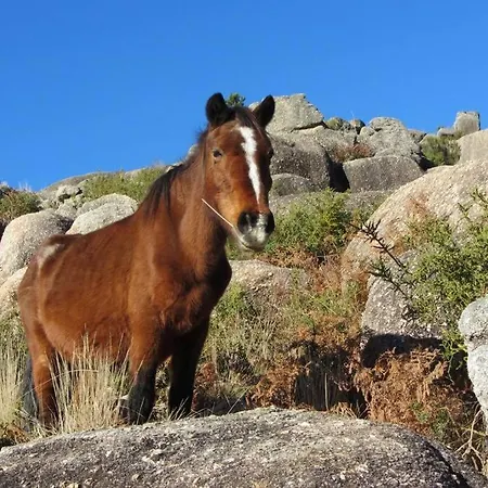 Campo Tamanqueiro * Braga